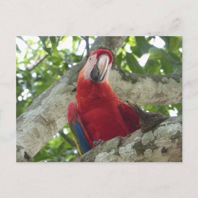 Colourful Red Parrot DIY Postcard (Front)