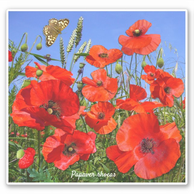 Colourful Red Poppies Contour (Front)
