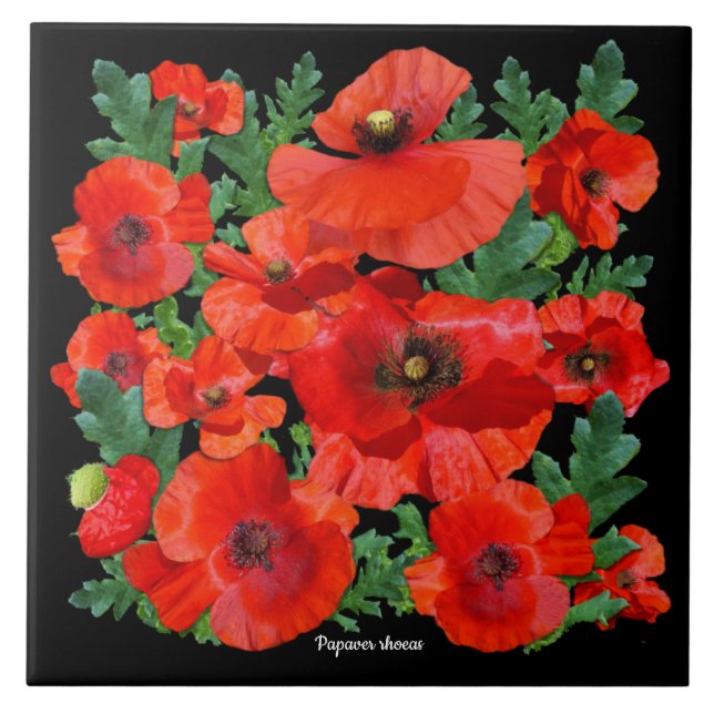 Colourful Red Poppies Tile (Front)
