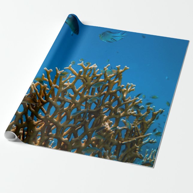 Colourful reefs wrapping paper (Unrolled)