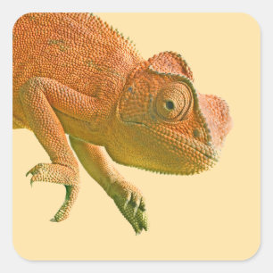 Colourful Reptile Birthday Square Sticker