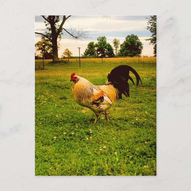 Colourful Rooster Farm Life Photo Postcard (Front)