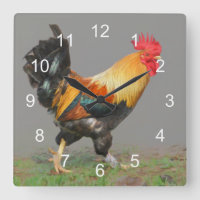 Colourful Rooster, Nature's Alarm