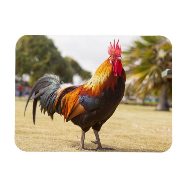 Colourful Rooster on Grass Magnet (Horizontal)