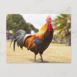 Colourful Rooster Standing in Grass  Postcard