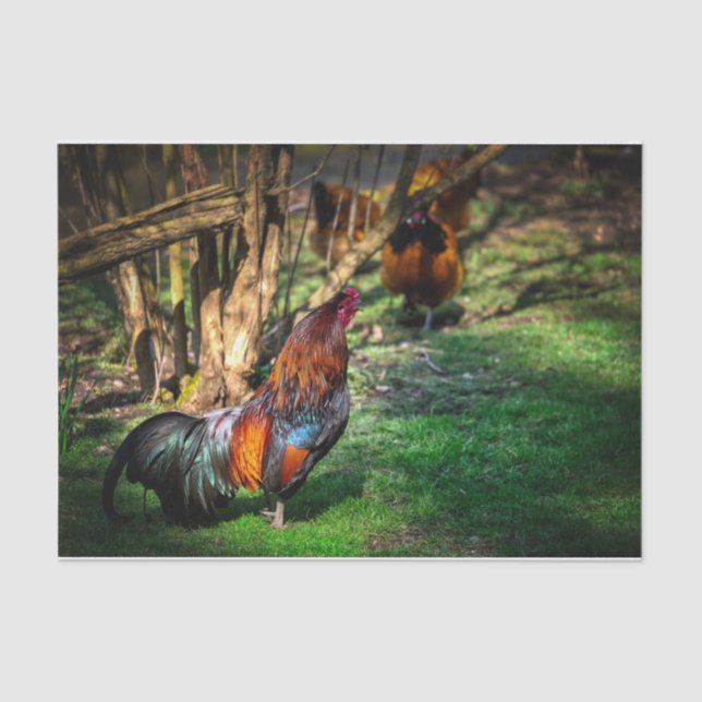 Colourful Rooster Strutting His Stuff Tissue Paper (Front)