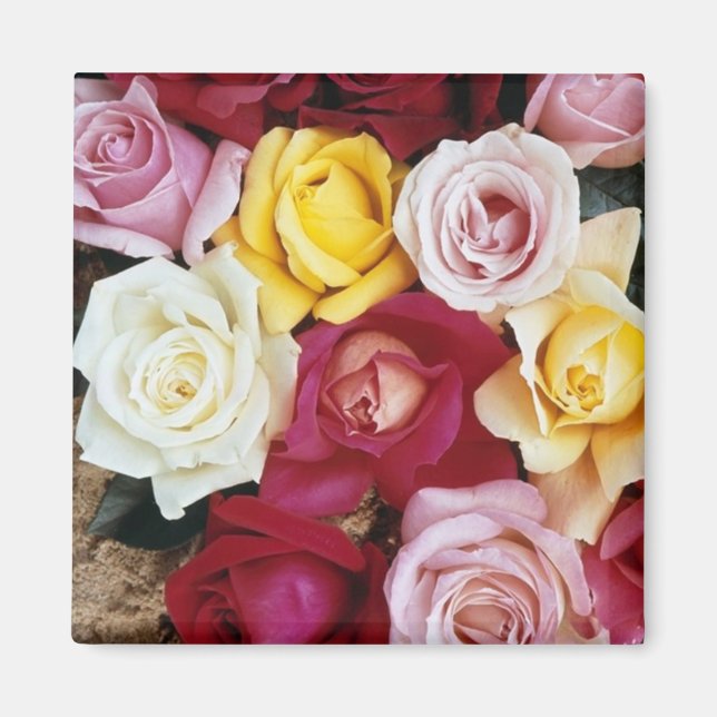 Colourful Roses Magnets (Front)