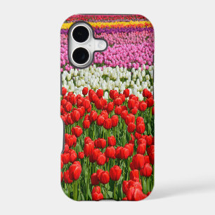 Colourful rows of spring tulips