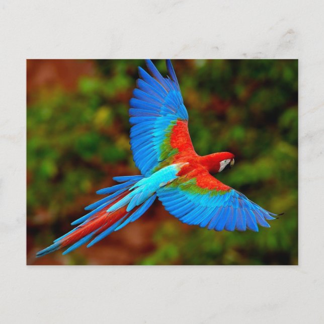 Colourful Scarlet Macaw in flight Postcard (Front)