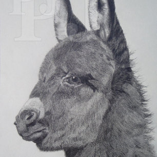 colourful scenic lifelike picture of cute donkey watch