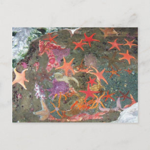 Colourful Sea Stars Postcard