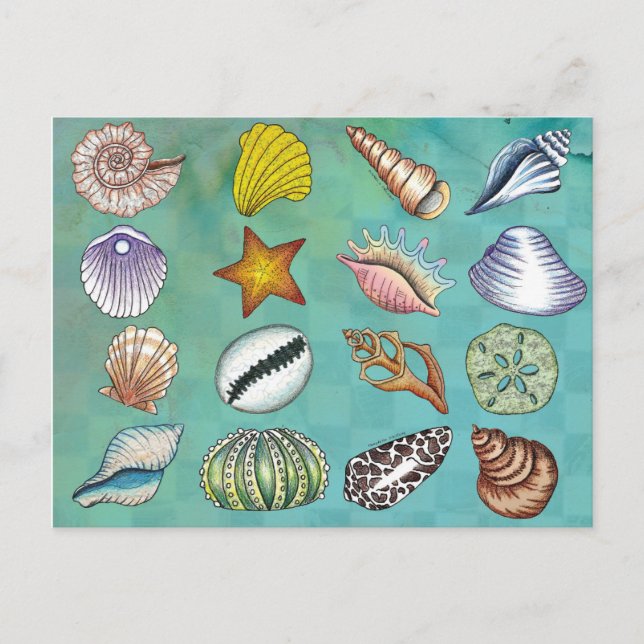 Colourful Seashell Postcard (Front)