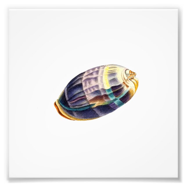 Colourful  Seashell Sea Beach Nautical Photo Print (Front)