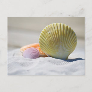 Colourful Seashells in the Sand Postcard