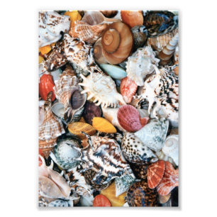 Colourful Seashells Photo Print