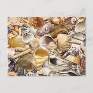 Colourful Seashells Postcard