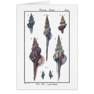 Colourful Seven Seashells