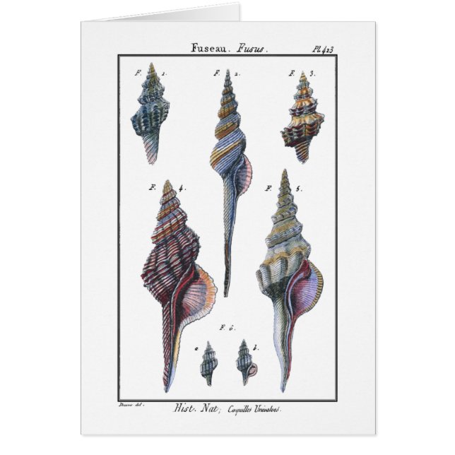 Colourful Seven Seashells (Front)