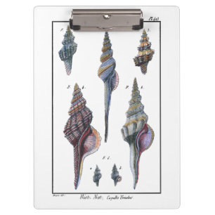 Colourful Seven Seashells Clipboard