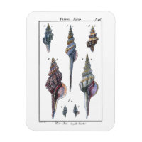 Colourful Seven Seashells