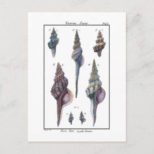 Colourful Seven Seashells Postcard