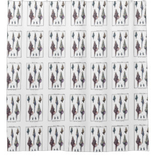 Colourful Seven Seashells Shower Curtain