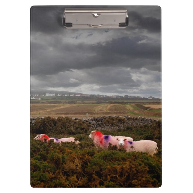 Colourful sheep clipboard (Front)
