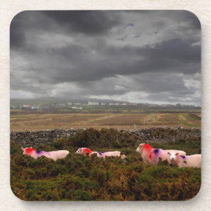 Colourful sheep coaster