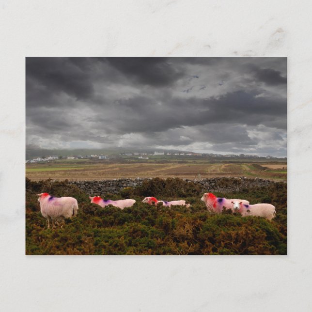 Colourful sheep postcard (Front)