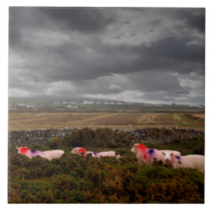 Colourful sheep tile