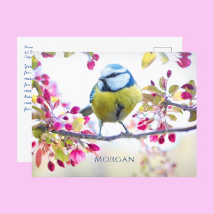 Colourful Songbird, Spring Blossoms, Name, Message Postcard