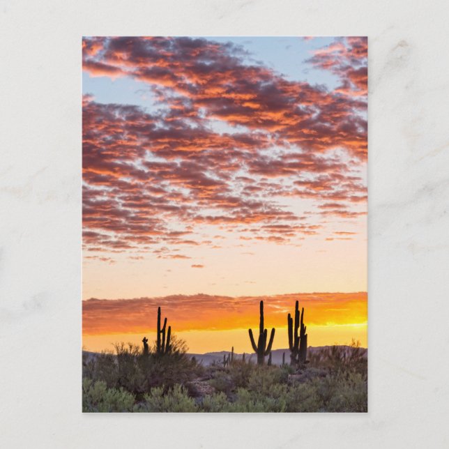Colourful Sonoran Desert Sunrise Postcard (Front)