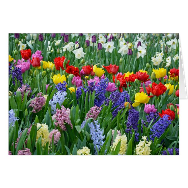 Colourful spring flower garden (Front Horizontal)