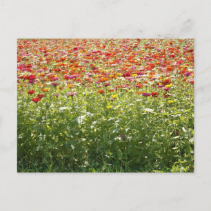 Colourful Spring Flowers Postcard