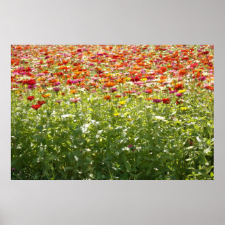 Colourful Spring Flowers Poster