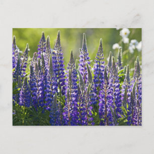 Colourful Spring Lupines... Postcard