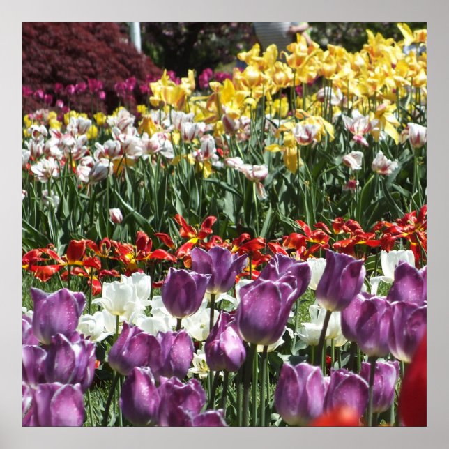 Colourful Spring Tulip Garden, Elizabeth Park  Poster (Front)