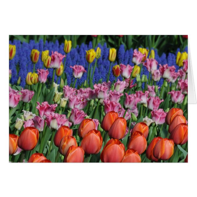 Colourful spring tulips (Front Horizontal)