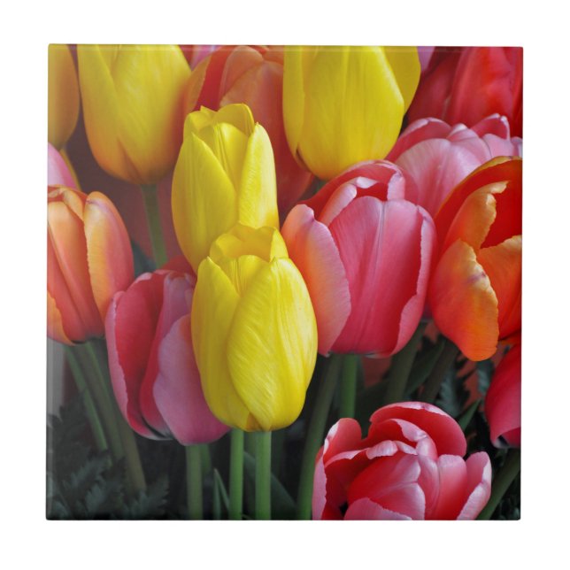 Colourful spring tulips bouquet tile (Front)