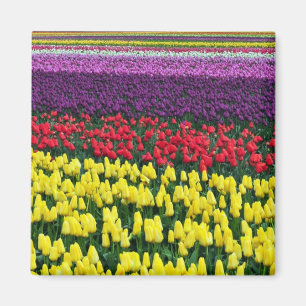 Colourful spring tulips magnet
