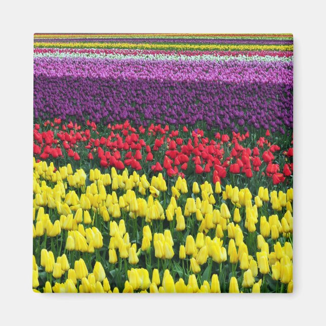 Colourful spring tulips magnet (Front)