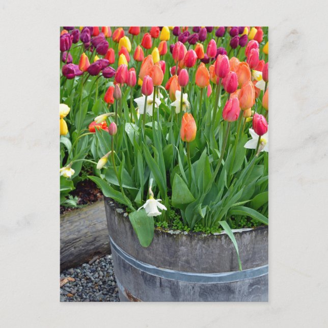 Colourful spring tulips planter print postcard (Front)