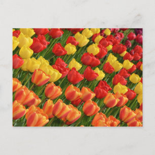 Colourful spring tulips postcard