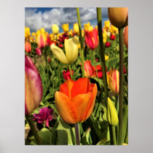 Colourful Spring Tulips Poster