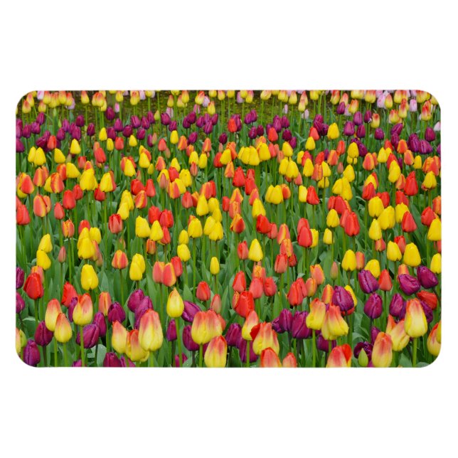 Colourful spring tulips print magnet (Horizontal)