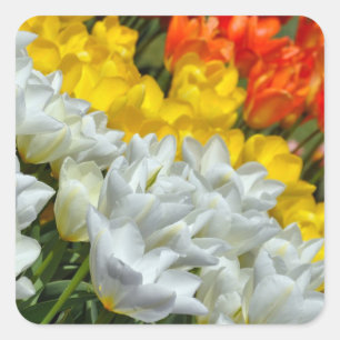 Colourful spring tulips sticker