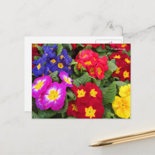 Colourful Springtime Floral Medley of Primulas Postcard