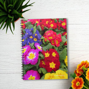 Colourful Springtime Medley of Primulas Notebook