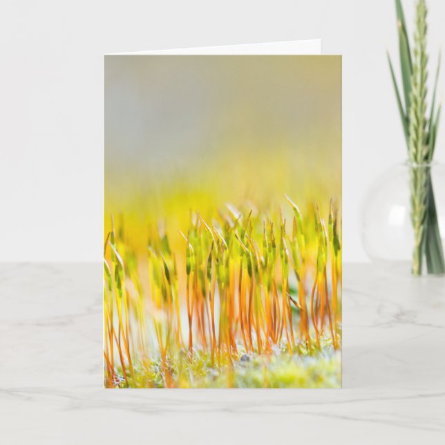 Colourful sprouts card (Front)
