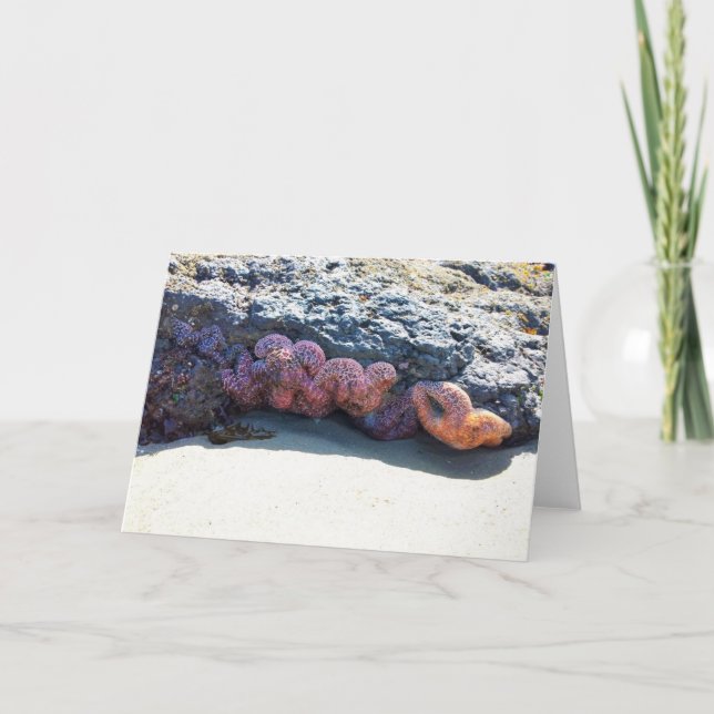 Colourful Starfish at Bob Creek, OR Card (Front)